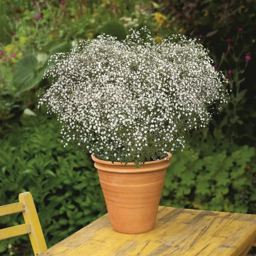 Bio Schleierkraut 'Summer Sparkles' Weiß, Topf-Ø 11cm, 3er-Set -Gartenmöbelgeschäft 0319100322 Gypsophila pan Summer Sparkles 125712