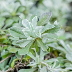 Gartenmöbelgeschäft -Gartenmöbelgeschäft 0319100495 Antennaria dioica Rubra 3erSet rot 125708