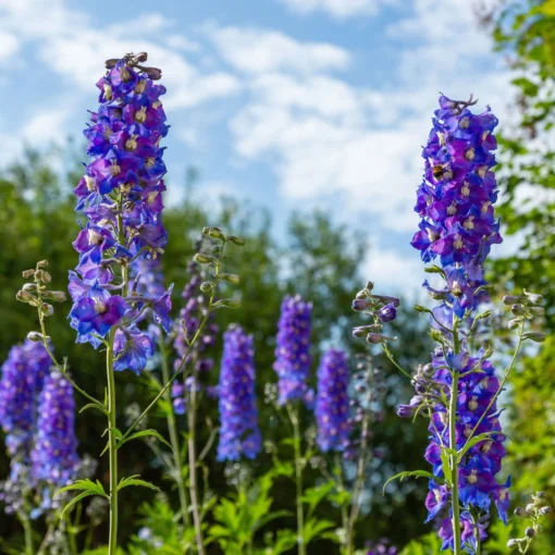 Rittersporn 'New Millenium' Blau, Topf-Ø 11 Cm, 3er-Set -Gartenmöbelgeschäft 0319100505 Delphinium elat New Millenium 3er Set 1 107940