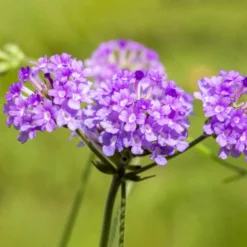 Gartenmöbelgeschäft -Gartenmöbelgeschäft 0319100518 Verbena rigida 3er Set 107953