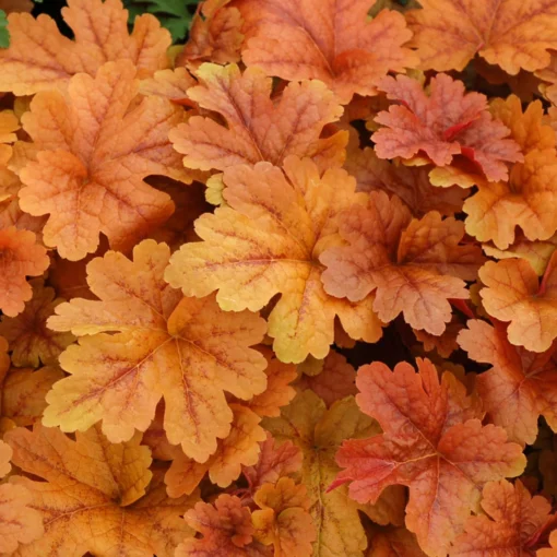 Heucherella 'Buttered Rum®', Karamellfarben, Topf-Ø 12 Cm, 3er-Set -Gartenmöbelgeschäft 0319100529 Heucherella Buttered Rum 12cm karamellfarben 1 114730