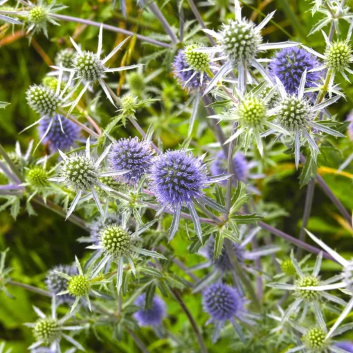 Bio Kleiner Mannstreu 'Blauer Zwerg' Blau, Topf-Ø 9 Cm, 3er-Set -Gartenmöbelgeschäft 0319100537 Eryngium planum Blauer Zwerg 120374