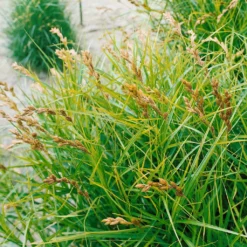 Gartenmöbelgeschäft -Gartenmöbelgeschäft 0319100543 Carex muskingumensis 1 120383