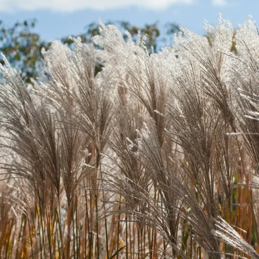 Bio Chinaschilf 'Malepartus', Topf 5 Liter -Gartenmöbelgeschäft 0320300765 Miscanthus sin Malepartus KB 5Ltr Cont 34966