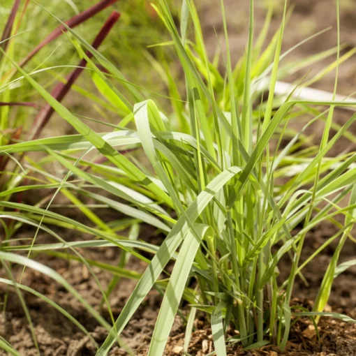 Bio Rutenhirse 'Prairie Sky', Topf 5 Liter -Gartenmöbelgeschäft 0320300824 Panicum virgatum Prairie Sky KB 5Ltr Cont1 78147