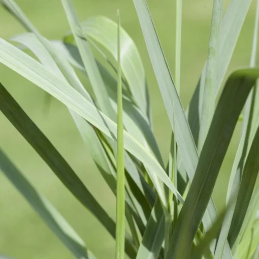 Bio Rutenhirse 'Prairie Sky', Topf 5 Liter -Gartenmöbelgeschäft 0320300824 Panicum virgatum Prairie Sky KB 5Ltr Cont2 78148