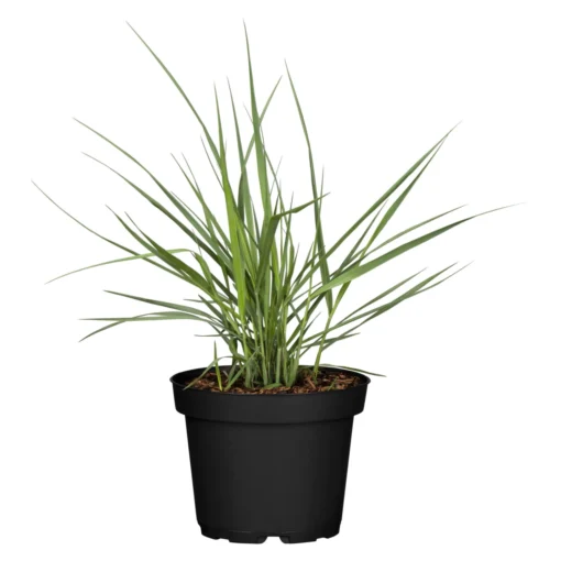 Bio Rutenhirse 'Prairie Sky', Topf 5 Liter -Gartenmöbelgeschäft 0320300824 Panicum virgatum Prairie Sky KB 5Ltr Cont 78149