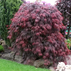 Roter Schlitzahorn 'Dissectum Garnet', Höhe 40 - 60 Cm, Topf-Ø 19 Cm -Gartenmöbelgeschäft 0410300296 Acer palm Diss Garnet 025030040 19er Topf 1 86702