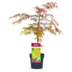 Roter Schlitzahorn 'Dissectum Garnet', Höhe 40 - 60 Cm, Topf-Ø 19 Cm -Gartenmöbelgeschäft 0410300296 Acer palm Diss Garnet 025030040 19er Topf 1 83824