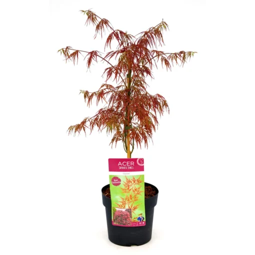 Roter Schlitzahorn 'Dissectum Garnet', Höhe 40 - 60 Cm, Topf-Ø 19 Cm -Gartenmöbelgeschäft 0410300296 Acer palm Diss Garnet 025030040 19er Topf 83823