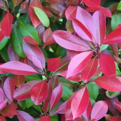 Kompakte Glanzmispel, Höhe 60-80 Cm, Topf 7,5 Liter, 15er-Set -Gartenmöbelgeschäft 0410350093 Koelle Photinia Robusta Compacta 88576