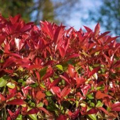 Glanzmispel 'Devils Dream'®, 3er-Set, Höhe 40-50 Cm, Topf 5 Liter -Gartenmöbelgeschäft 0410350265 Photinia Devils Dream 3er Set 1 104915