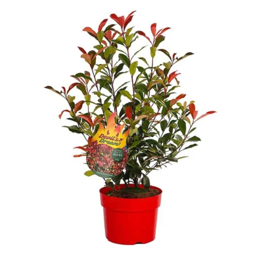 Glanzmispel 'Devils Dream'®, 3er-Set, Höhe 40-50 Cm, Topf 5 Liter -Gartenmöbelgeschäft 0410350265 Photinia Devils Dream 3er Set 3 104911