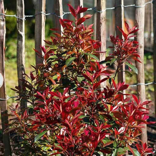 Glanzmispel 'Devils Dream'®, 3er-Set, Höhe 40-50 Cm, Topf 5 Liter -Gartenmöbelgeschäft 0410350265 Photinia Devils Dream 3er Set 4 104913