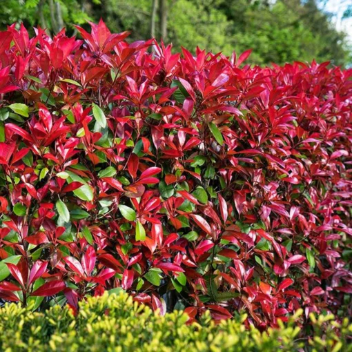 Glanzmispel 'Devils Dream'®, 3er-Set, Höhe 40-50 Cm, Topf 5 Liter -Gartenmöbelgeschäft 0410350265 Photinia Devils Dream 3er Set 5 104916