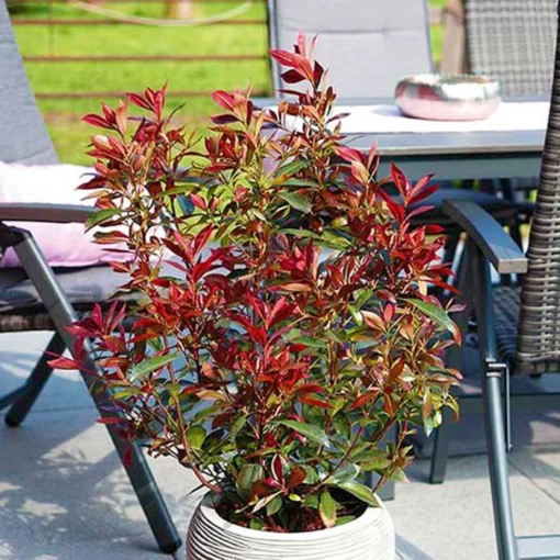 Glanzmispel 'Devils Dream'®, 3er-Set, Höhe 40-50 Cm, Topf 5 Liter -Gartenmöbelgeschäft 0410350265 Photinia Devils Dream 3er Set 6 104914