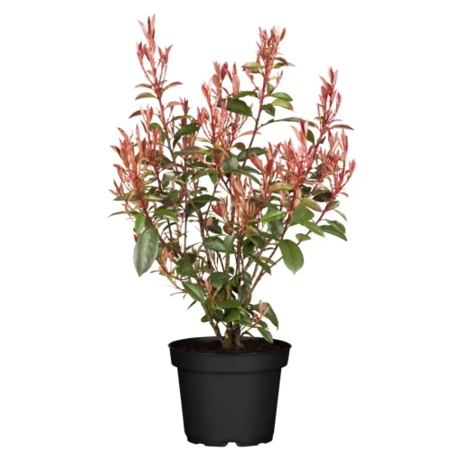 Kompakte Glanzmispel, Höhe 60-80 Cm, Topf 7,5 Liter, 15er-Set -Gartenmöbelgeschäft 0410350267 Photinia Robusta Compacta 25er Set2 106269