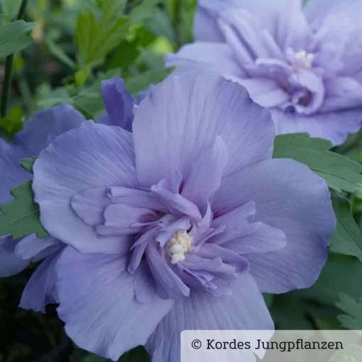 Garten-Hibiskus, Hibiscus Syriacus 'Blue Chiffon®', Blau-violett, 40-60 Cm Hoch, Topf 5 L -Gartenmöbelgeschäft 0410900481 Hibiscus Blue Chiffon 1 76687