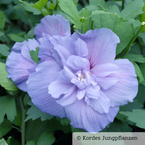 Garten-Hibiskus, Hibiscus Syriacus 'Blue Chiffon®', Blau-violett, 40-60 Cm Hoch, Topf 5 L -Gartenmöbelgeschäft 0410900481 Hibiscus Blue Chiffon 76686