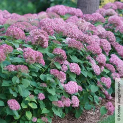 Rosa Schneeballhortensie 'Pink Annabelle'®, Rosa, Topf 5 Liter -Gartenmöbelgeschäft 0415300088 Hydrangea arb Pink Annabelle 1 93914