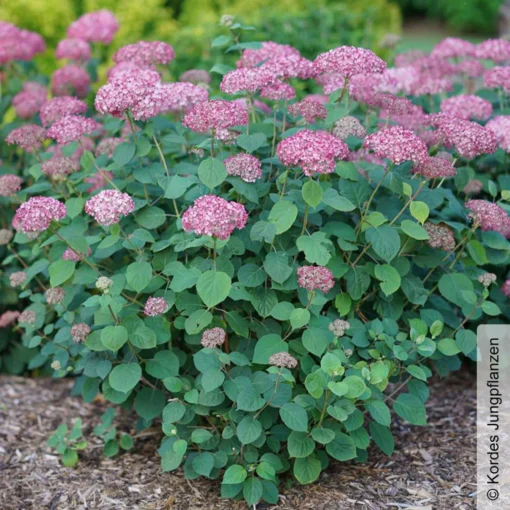 Rosa Schneeballhortensie 'Pink Annabelle'®, Rosa, Topf 5 Liter -Gartenmöbelgeschäft 0415300088 Hydrangea arb Pink Annabelle 2 93915