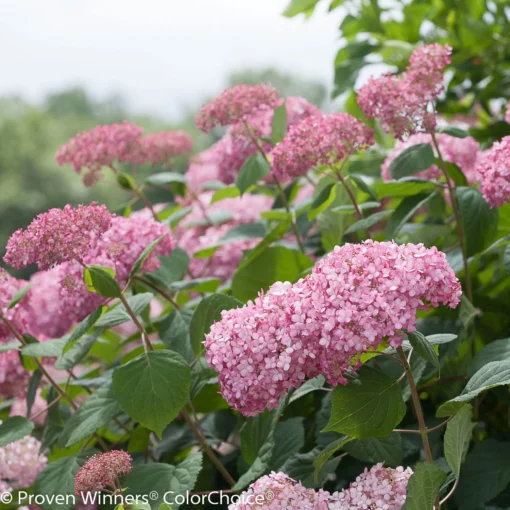 Rosa Schneeballhortensie 'Pink Annabelle'®, Rosa, Topf 5 Liter -Gartenmöbelgeschäft 0415300088 Hydrangea arb Pink Annabelle 3 93933