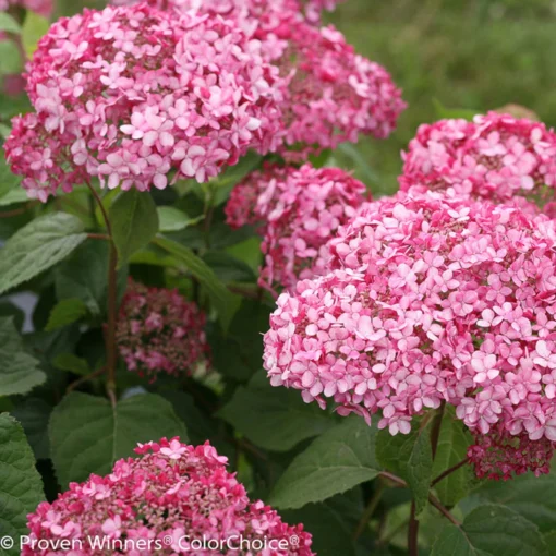 Rosa Schneeballhortensie 'Pink Annabelle'®, Rosa, Topf 5 Liter -Gartenmöbelgeschäft 0415300088 Hydrangea arb Pink Annabelle 4 93934