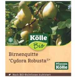 Bio Birnenquitte 'Cydora Robusta'Ⓢ, Topf 10 Liter -Gartenmöbelgeschäft 0480300060 Koelle Bio Cydora Robusta Birnenquitte Busch 1 119767