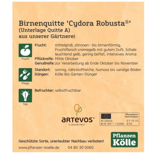 Bio Birnenquitte 'Cydora Robusta'Ⓢ, Topf 10 Liter -Gartenmöbelgeschäft 0480300060 Koelle Bio Cydora Robusta Birnenquitte Busch 2 119768