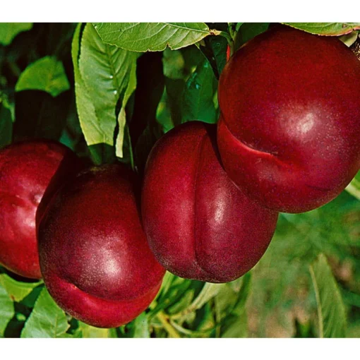 Kölle Bio Nektarine 'Crimson Gold', (St. Julien), Topf 10 Liter -Gartenmöbelgeschäft 0480400214 K B Crimsonsgold Premium Nektarine beschnitten 1 86616