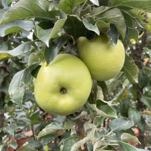 Kölle Bio Säulenapfel 'Greencatsⓢ', Unterlage MM 111, Topf 10 Liter -Gartenmöbelgeschäft 0480650009 KB Greencats Saeulenapfel 115633