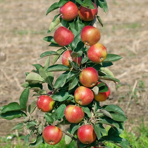 Kölle Bio Säulenapfel 'Starcats'Ⓢ, Unterlage MM 111, Topf 10 Liter -Gartenmöbelgeschäft 0480650042 KB Starcats Saeulenapfel Co 10l 1 86899