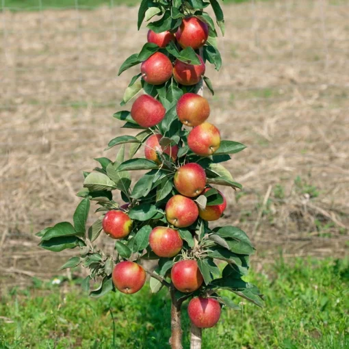 Kölle Bio Säulenapfel 'Starcats'Ⓢ, Unterlage MM 111, Topf 10 Liter -Gartenmöbelgeschäft 0480650042 KB Starcats Saeulenapfel Co 10l 49530