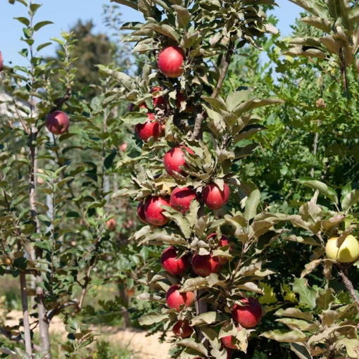 Kölle Bio Säulenapfel 'Redcats'Ⓢ, Unterlage MM 111, Topf 10 Liter -Gartenmöbelgeschäft 0480650043 KB Redcats Saeulenapfel Co 10l 49531