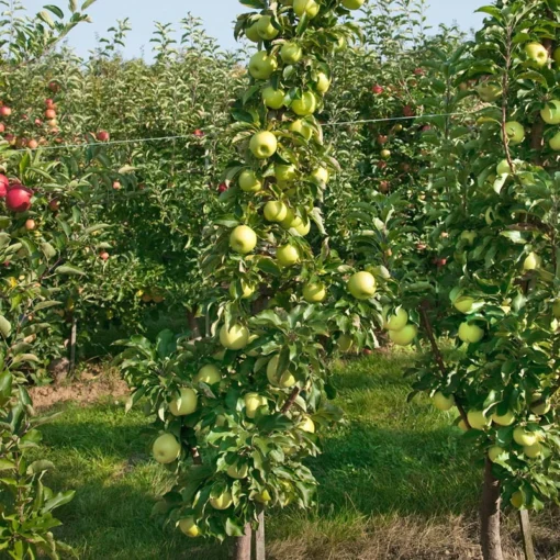 Kölle Bio Säulenapfel 'Goldcats'Ⓢ, Unterlage MM 111, Topf 10 Liter -Gartenmöbelgeschäft 0480650044 KB Goldcats Saeulenapfel Co 10l 49532