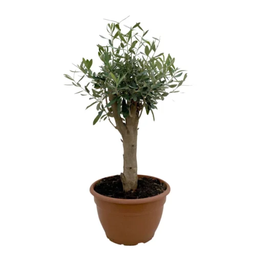 Olivenbaum 'Bonsai', Topf-Ø 25 Cm, Höhe Ca. 55 Cm -Gartenmöbelgeschäft 0680200048 Koelle Olea europaea Schale T25 4 104346