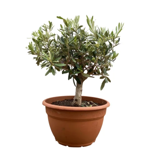 Olivenbaum 'Bonsai', Topf-Ø 25 Cm, Höhe Ca. 55 Cm -Gartenmöbelgeschäft 0680200048 Koelle Olea europaea Schale T25 Bonsai H5560 2 92443