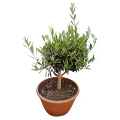 Olivenbaum 'Bonsai', Topf-Ø 25 Cm, Höhe Ca. 55 Cm -Gartenmöbelgeschäft 0680200048 Koelle Olea europaea Schale T25 2 78685