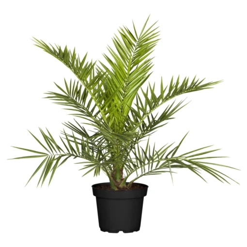 Dattelpalme, Topf-Ø 20/22 Cm, Höhe Ca. 100 Cm -Gartenmöbelgeschäft 0680300045 Phoenix canariensis T22 H100 78545