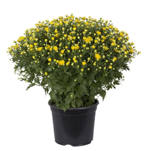 Chrysanthemen-Busch, Gelb, Topf-Ø 19 Cm, 3er-Set -Gartenmöbelgeschäft 0690130089 koelle chrysanthemen multiflora busch t19 gelb durchmesser 40cm 1 68850