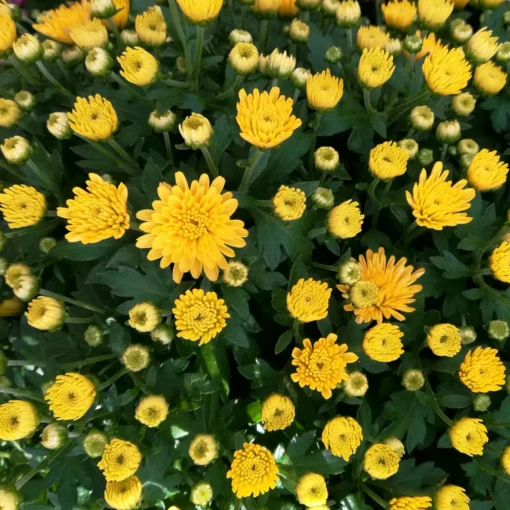 Chrysanthemen-Busch, Gelb, Topf-Ø 19 Cm, 3er-Set -Gartenmöbelgeschäft 0690130120 Chrysanthemum multiflora Buesche gelb image002 79582