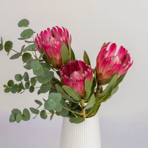 Blumenbund Protea 'Silvia' & Eukalyptus, Inkl. Gratis Grußkarte -Gartenmöbelgeschäft 1025700018 Strauss Protea Silvia mit Cinerea 102268