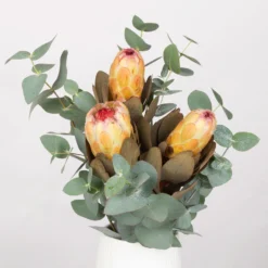 Blumenbund Protea & Eukalyptus, Inkl. Gratis Grußkarte -Gartenmöbelgeschäft 1025700019 Strauss Protea Grandiflora 1 101679