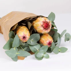 Blumenbund Protea & Eukalyptus, Inkl. Gratis Grußkarte -Gartenmöbelgeschäft 1025700019 Strauss Protea Grandiflora 2 1 101682