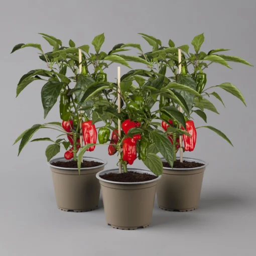 Blu Bio Snack-Paprika 'Paragon F1', Topf-Ø 15 Cm, 3er Set -Gartenmöbelgeschäft 1620330134 Blu Bio Snack Paprika rot T15 3er Set mit Fruechte 124319