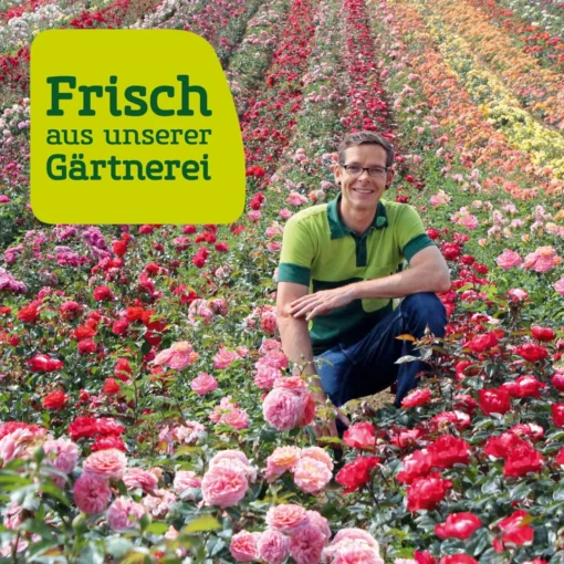 Kölle Bio Zwergapfel 'PidiⓈ' Im Topf 7,5 Liter -Gartenmöbelgeschäft Rosenfeld wenk 2000x2000 2