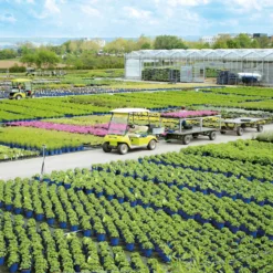 Kölle Bio Pfirsich 'Benedicte'®, Topf 10 Liter -Gartenmöbelgeschäft baumschule staudenproduktion blauerHimmel1 66062 52