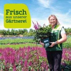 Gartenmöbelgeschäft -Gartenmöbelgeschäft frau setz eigenproduktion 1