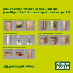 Hibiskus, Gelb, Topf-Ø 13 Cm, Höhe Ca. 35 Cm, 2er-Set -Gartenmöbelgeschäft kartonagen pflanzenverpackung pflanzen koelle 1 126260