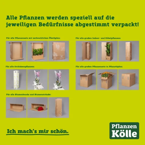 Hibiskus, Gelb, Topf-Ø 13 Cm, Höhe Ca. 35 Cm, 2er-Set -Gartenmöbelgeschäft kartonagen pflanzenverpackung pflanzen koelle 1 126260